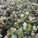 동백씨 동백묘목판매 녹차가루나눔합니다 이미지