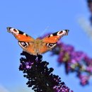 (기초) 성인영어회화 이미지