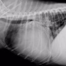 비타민동물메디컬센터 이미지