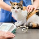 온유동물병원 이미지