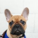 쭈 애견미용 이미지