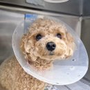 신세계동물병원 이미지