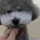 엔젤라독 이미지