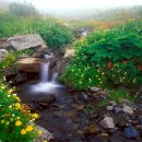 안의꽃사랑 이미지