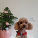 마미몽 펫샵 이미지