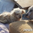 개포별빛동물병원 이미지