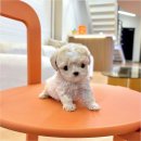 강아지분양 퍼피베이비 | 대곡강아지분양 퍼피에몽 후기