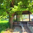 안마을 정자 앞 이미지