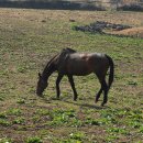 시원목장 이미지