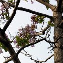 오동나무 이미지