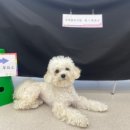 하울팟 케어클럽(분당서현점) 이미지