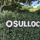 오설록 교차로 이미지