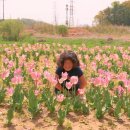 서원농장 | 파주 공릉천 튤립축제 주말 후기 실시간 개화 상태, 주차정보, 가기 전 알고 가야 할 팁