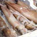 부산오징어 이미지