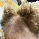 메이크펫 이미지