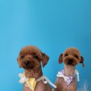 살롱드 펫 이미지