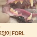 녹번동물병원