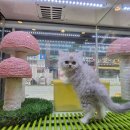 김포강아지고양이 멍냥아구래구래 | 김포고양이분양 멍냥아구래구래 사후관리까지 제대로!