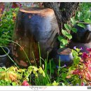 순천만의 추억 이미지