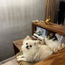 락타이