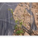 마우농장 이미지