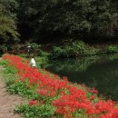 불갑사관광지 이미지