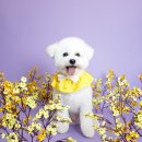 개나리 애견유치원 이미지