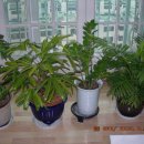 순희의정원 이미지