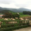 홍정목장 이미지