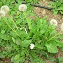 민들레농장 이미지