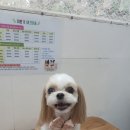 오늘도 귀엽개 이미지