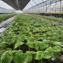 은해 농장 | 깻잎/공판장