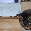 소소한 행복 오일 파스텔 이미지