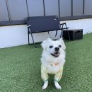 맑은오늘 애견유치원&호텔 이미지