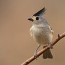 관모박새 (Tufted Titmouse) 이미지