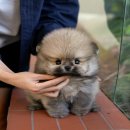 울산 강아지분양 미유펫 | 천안강아지분양 미유펫 입양 후기