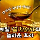 👍 강력한 천연항생제! 매일 '꿀 한수저'의 놀라운 효과 (유인호 제공) 이미지