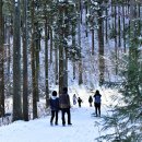 축령산편백나라 이미지