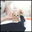유앤미펫고양이분양강아지분양