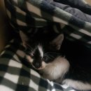 성남다온동물병원 이미지