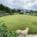 돌꽃펜션 | 휴식하고 싶은 대형견펜션 찾는다면, 돌꽃펜션에서 반려견과 안전하고 자유롭게 뛰어논 후기와 꿀팁 총정리