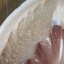 속초 회 포장 맛집 진미활어센터 후기