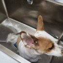 멍멍이 미용실 이미지