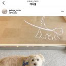 피디유피