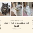 원주 고양이 카페 추천 미용과 호텔도 가능한 고양이집 오묘