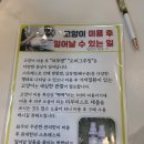 [부천]고양이미용 고양이이발관 부천신중동점,무마취미용 추천!