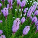 퍼플리아트리스 이미지