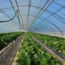 정은농장 이미지