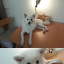 삼십칠점이도