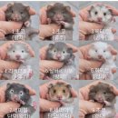 봄꽃햄스터 이미지